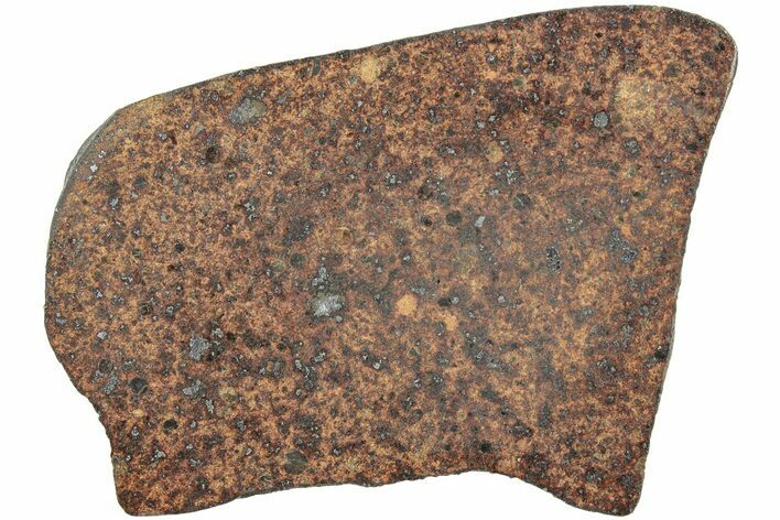 Polished Chondrite Meteorite Slice ( g) - Morocco #238069